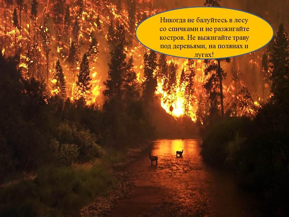Пожары лесные - большая беда