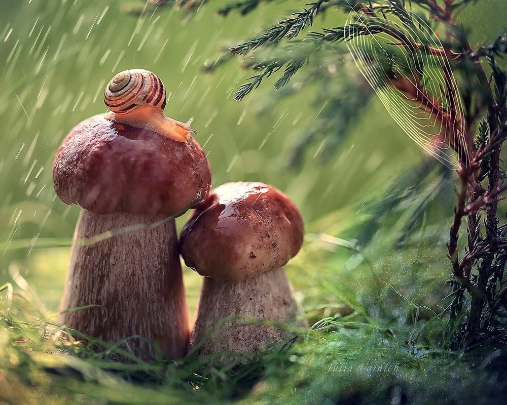 День грибного дождя